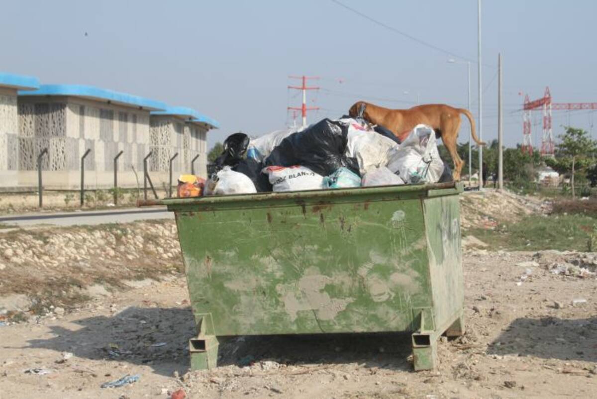 Aunque no hay una cifra exacta, ni existe un censo oficial que permita determinar cuántos animales en condición de calle tiene la ciudad, se cree que unos 270.000 perros y gatos se encuentran en este estado. //Foto Cristian Ágamez-El Universal