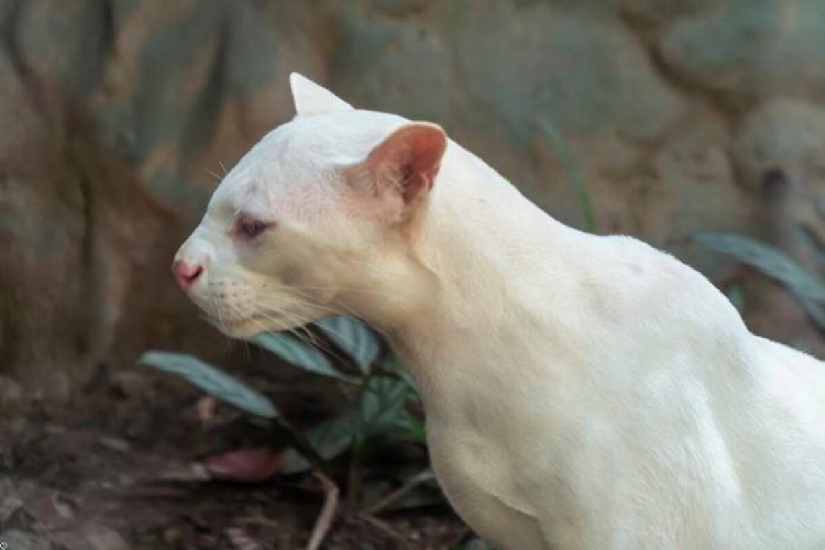 ¡Qué bella! Primer ocelote albino hallado en el mundo está en Colombia