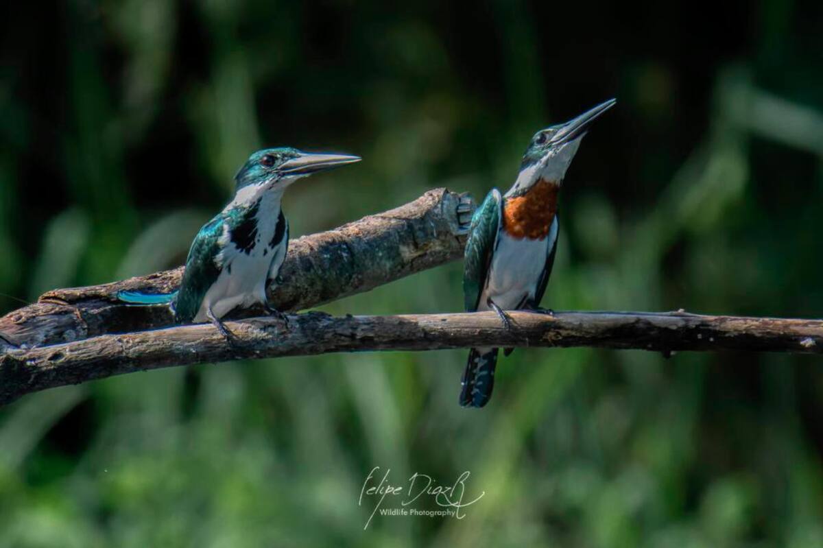 Avistamiento de aves en Agrícola Camelias, en Turbaco // felipe díaz