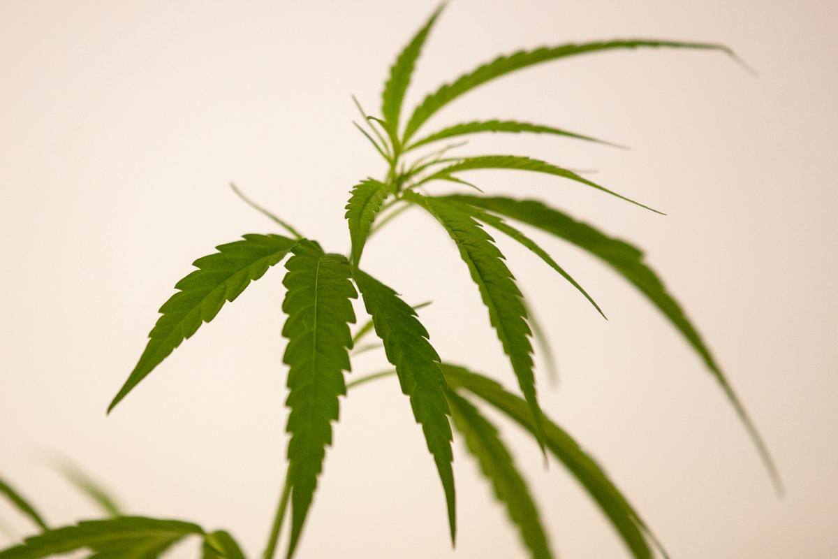 Clínica de cannabis medicinal abre en Barranquilla