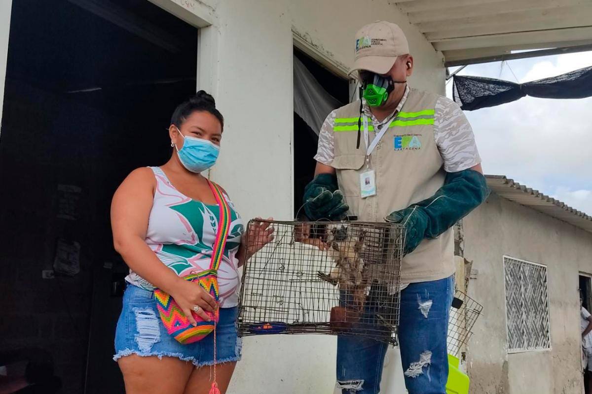 ¿Animal silvestre en cautiverio? Entréguelo voluntariamente al EPA