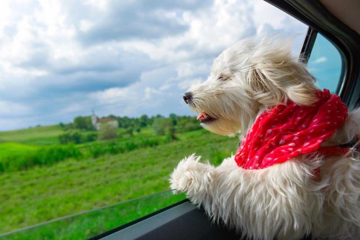 Actividades preferidas por los viajeros cuando salen con su mascota