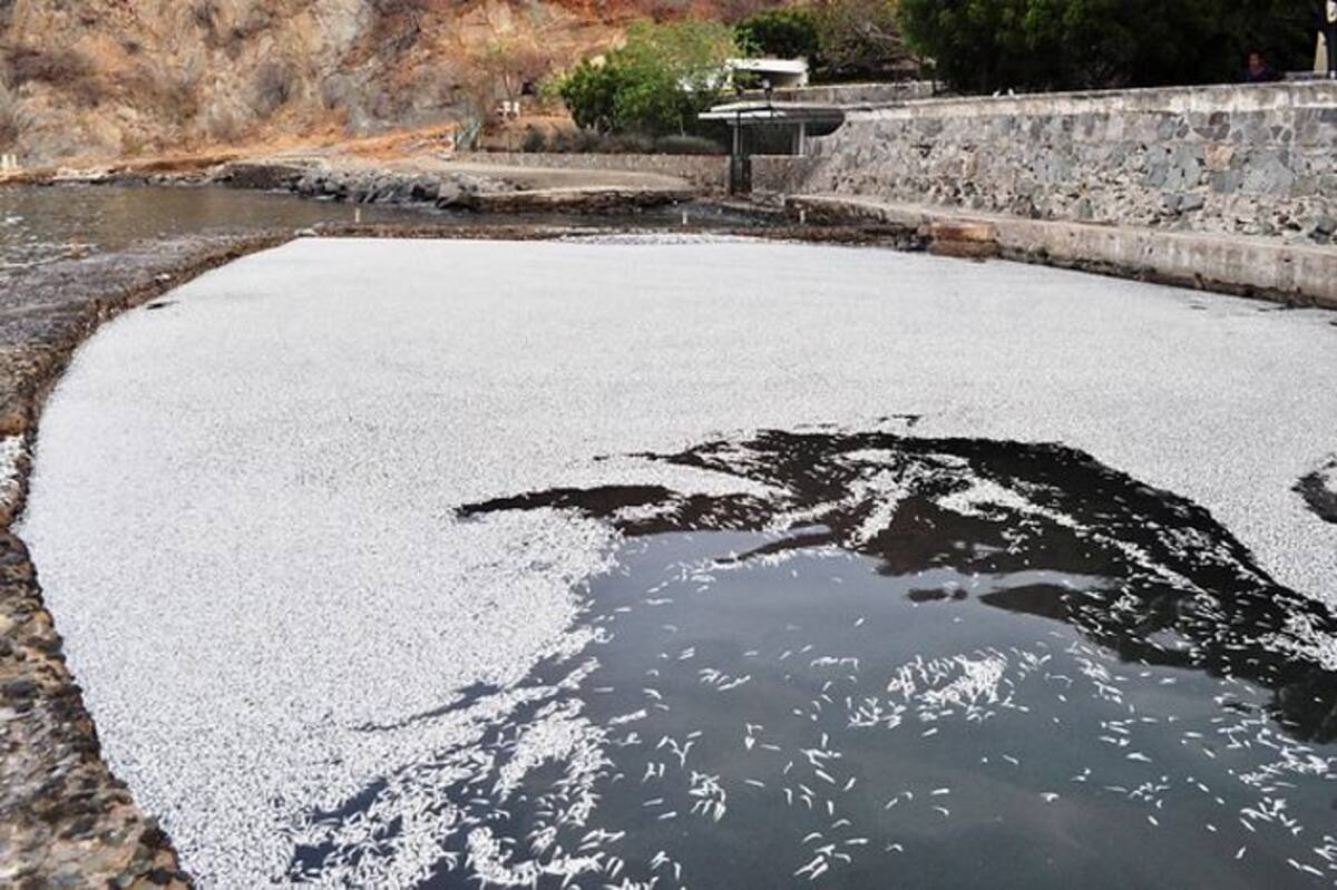 Mortandad de peces en Santa Marta. COLPRENSA