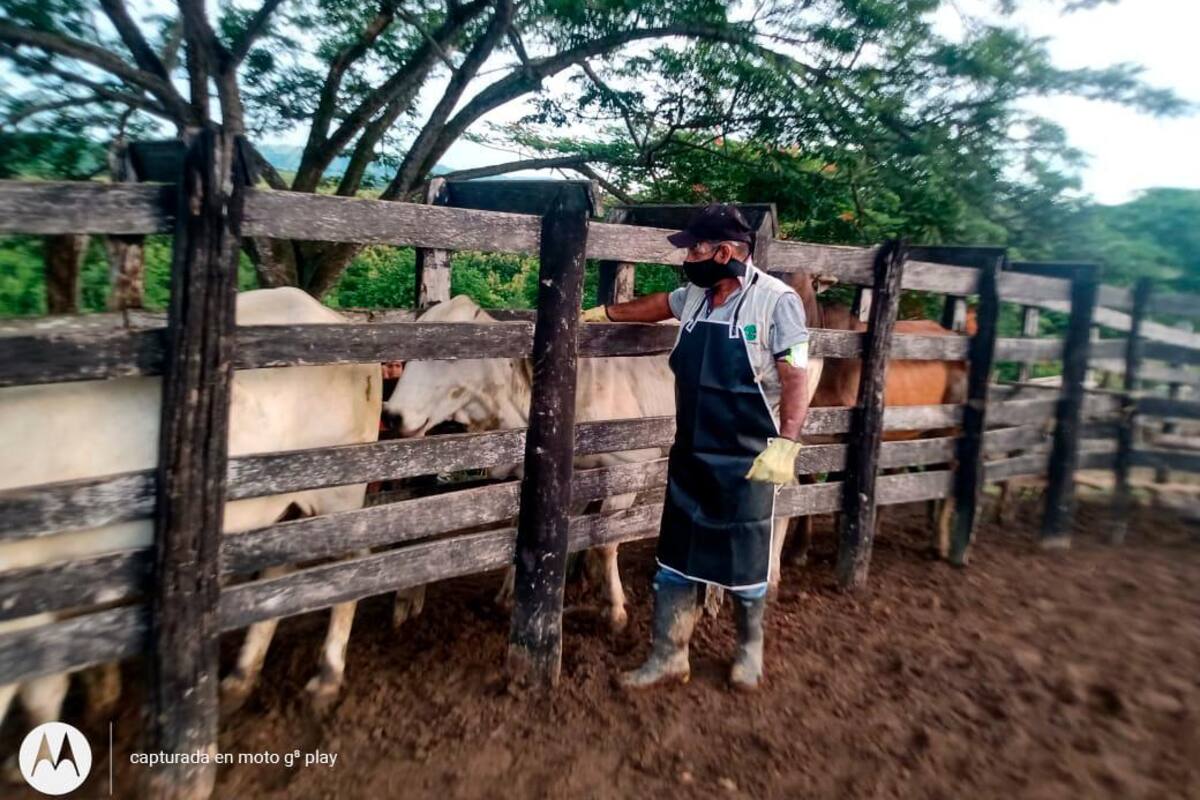 Ganaderos de Bolívar le cumplieron al ciclo antiaftosa