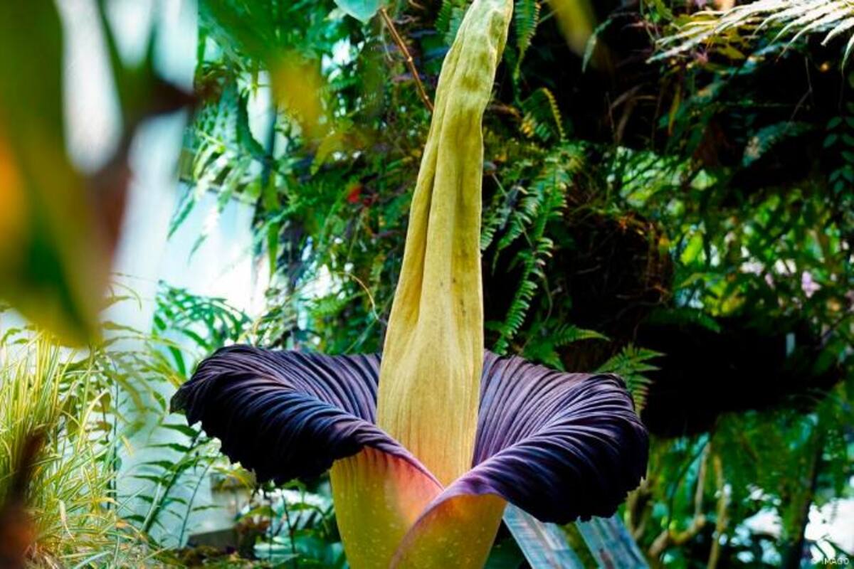 La extraña planta que podría tener el peor olor del planeta