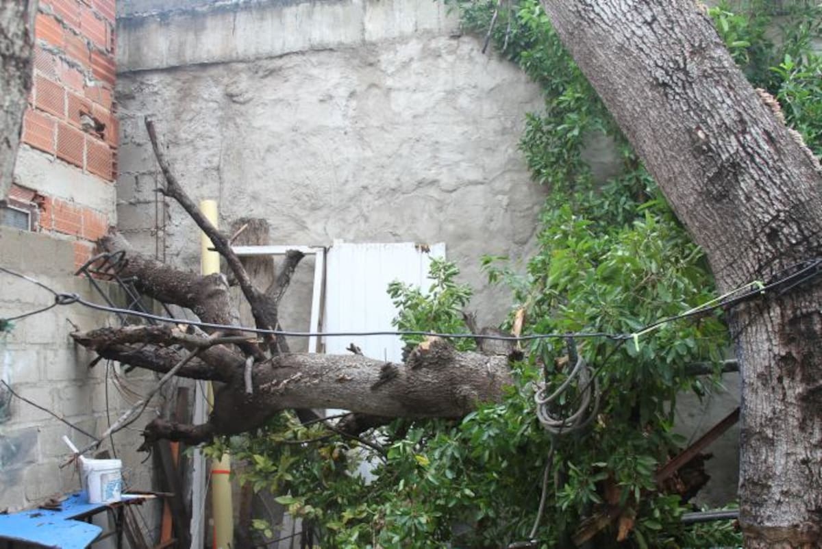 El árbol aún está grande pero ya no le quedan ramas, solo el tronco. DANIELA BUELVAS - EL UNIVERSAL