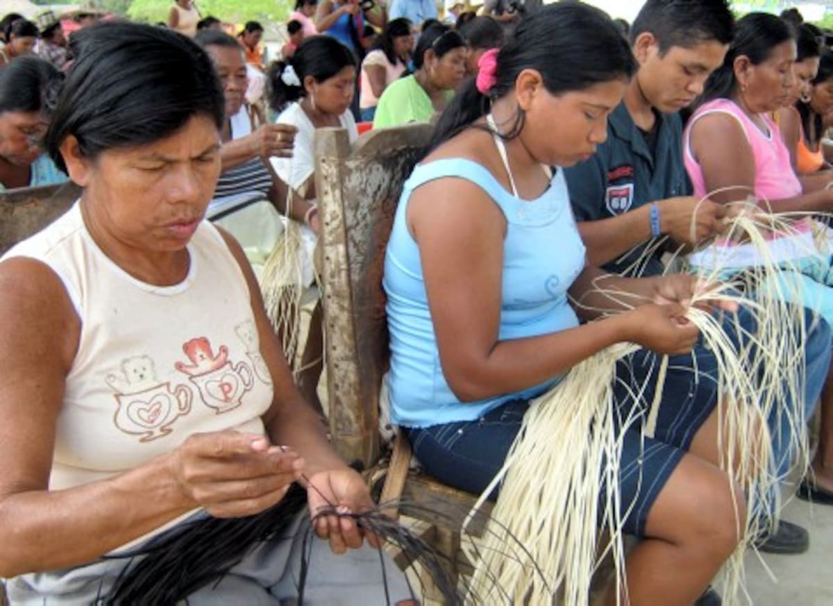 Un total de 300 familias se benefician con el proyecto de afianzamiento de la cadena productiva de caña flecha.