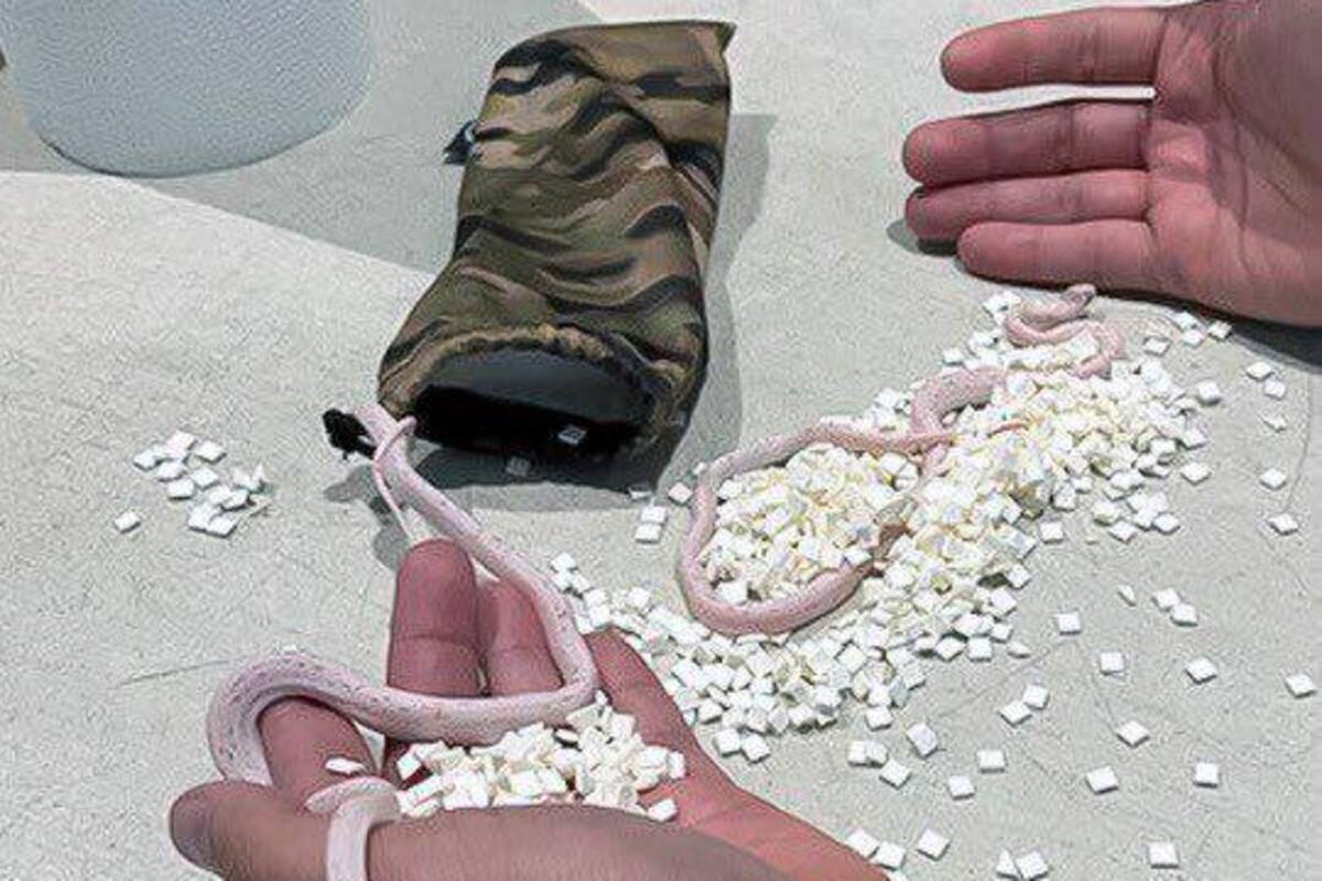 ¡Insólito! Hallan serpientes en los pantalones de un pasajero de aeropuerto