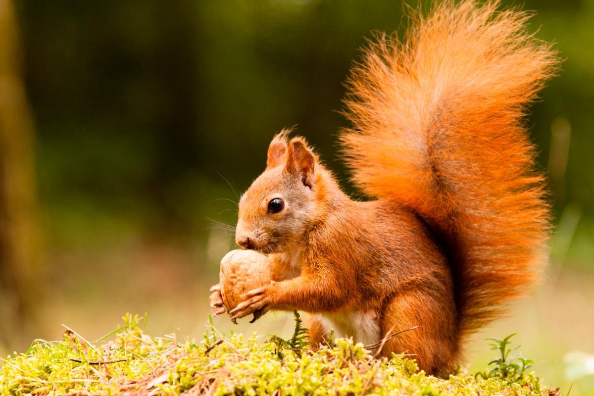 La asombrosa inteligencia de cinco animales