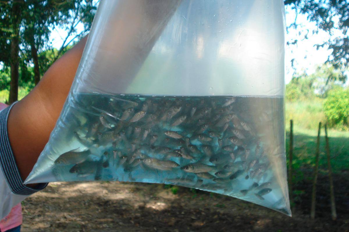 Alevinos de varias especies se siembran en Bolívar.