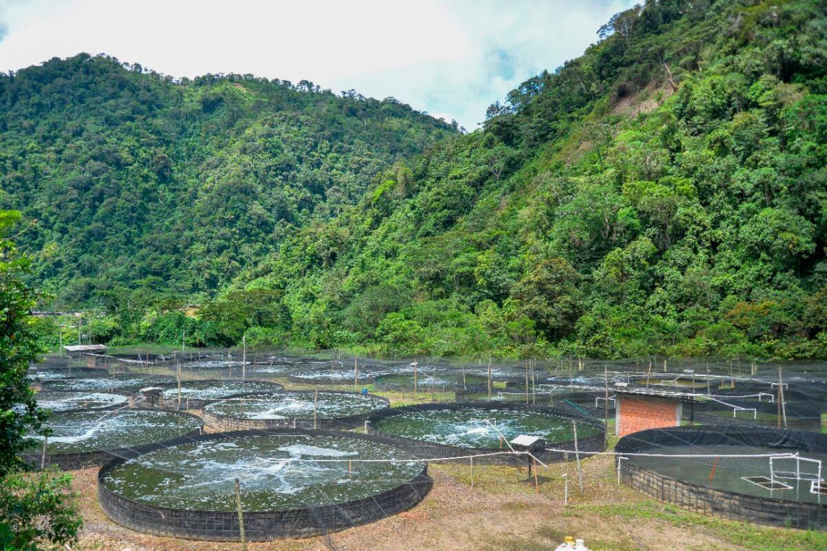 Alianzas Productivas, agronegocios para dinamizar el campo