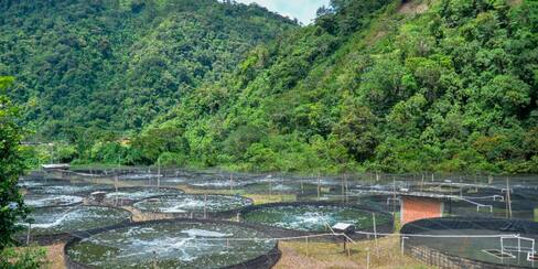 Alianzas Productivas, agronegocios para dinamizar el campo