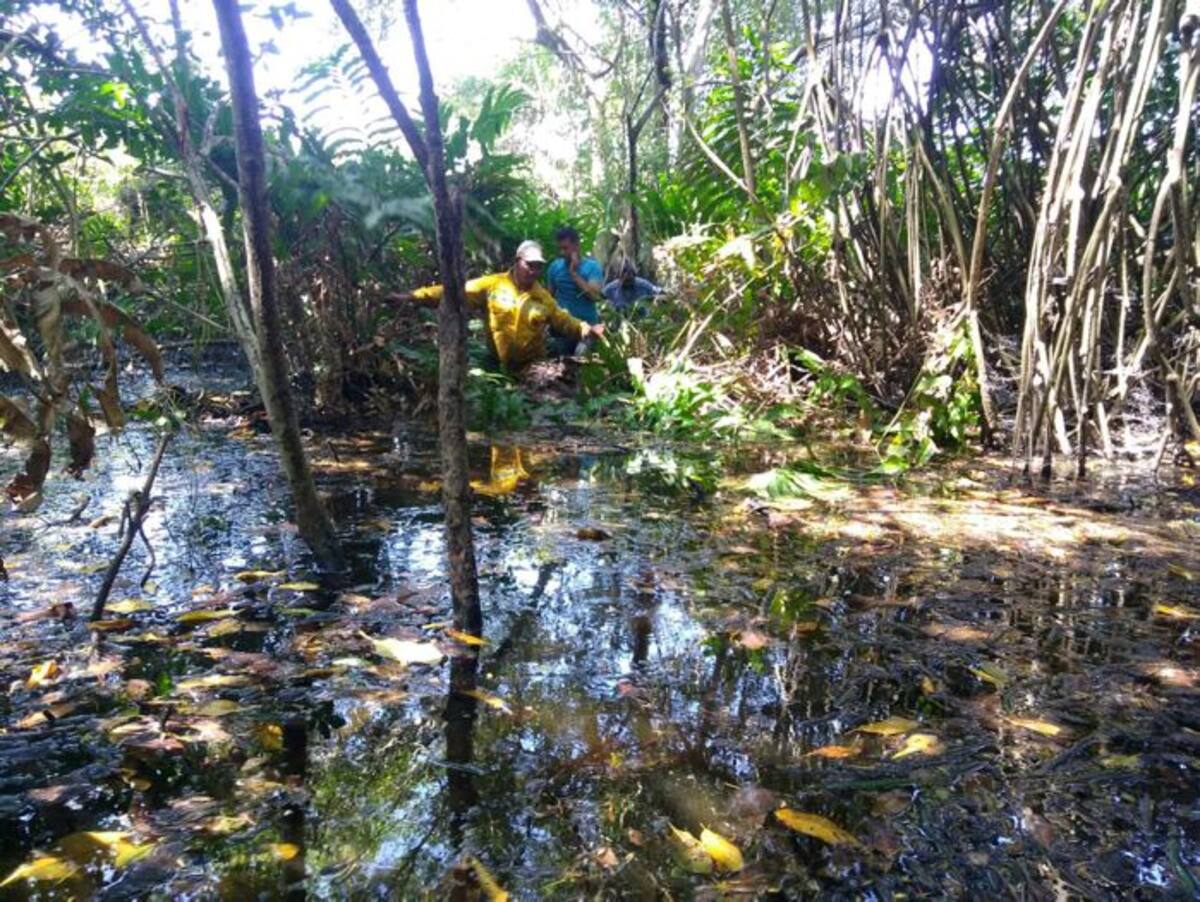 Se estableció que se afectaron 15 hectáreas de enea, una especie invasora similar al pasto, y que no hubo ningún dañó en la cobertura de manglar. Cortesía