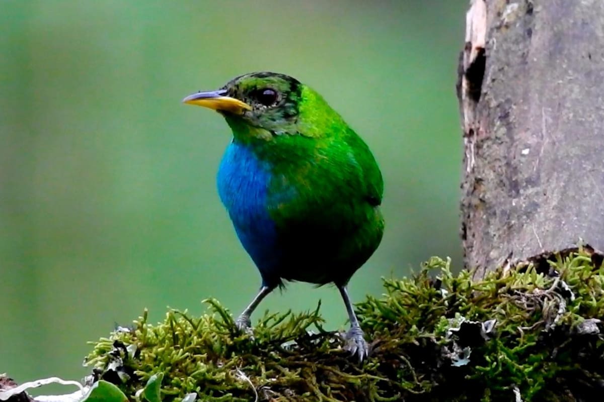 Mitad macho y mitad hembra: así es el extraño pájaro avistado en Colombia