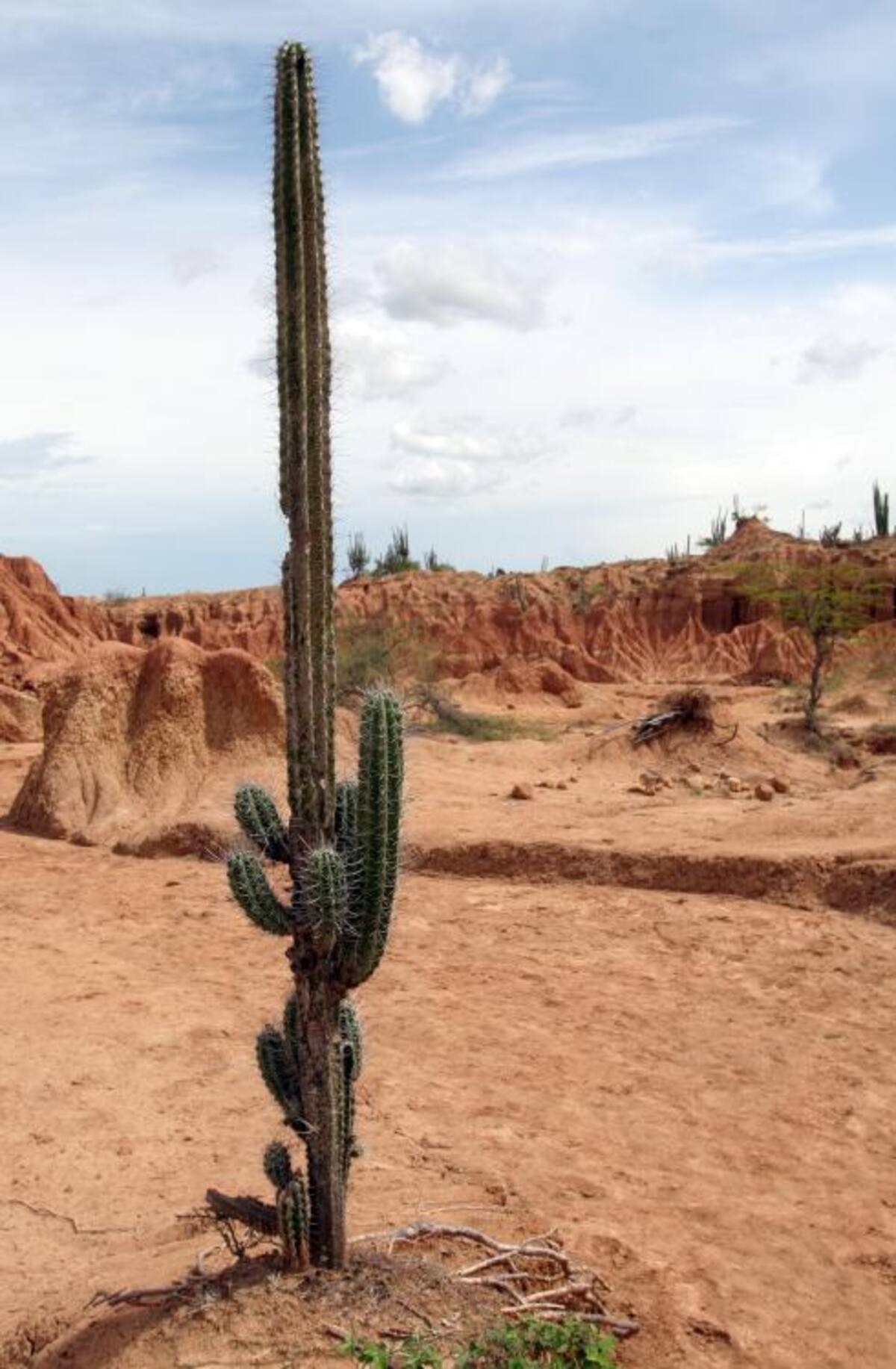 La estudiante afirmó que a partir de un cactus endémico de ese país podía elaborar una crema que elimina las cicatrices de quemaduras de hasta tercer grado. COLPRENSA