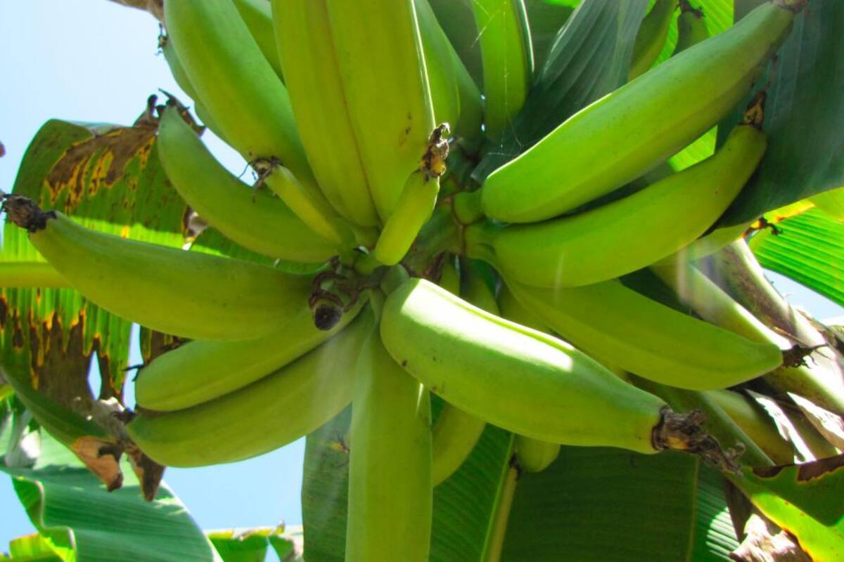 Asohofrucol apoyará proyectos con perfil exportador en Bolívar