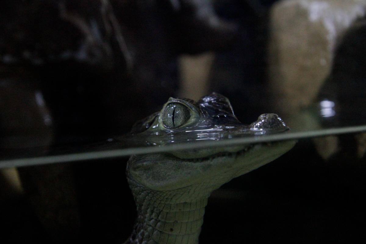 El lugar sirve para la reproducción de las especies que lo habitan.