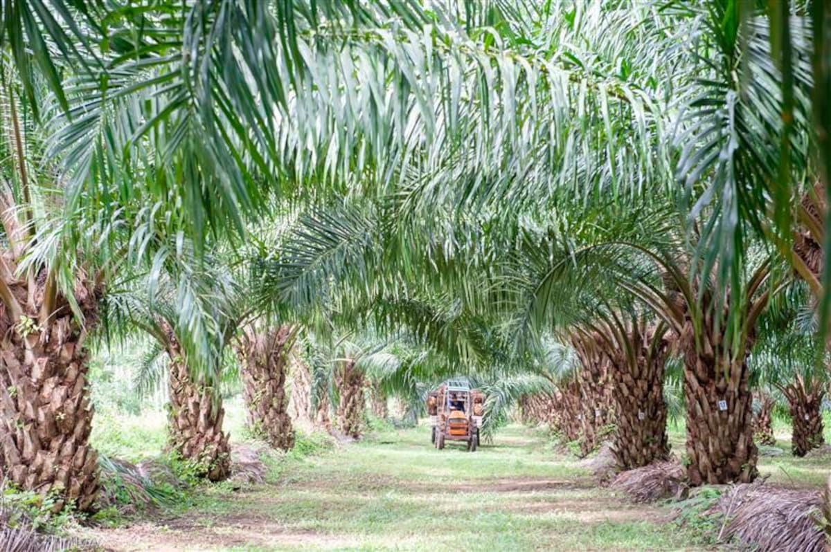 Algunas de las nuevas soluciones de Yara aplican para el cultivo de palma de aceite. //Cortesía