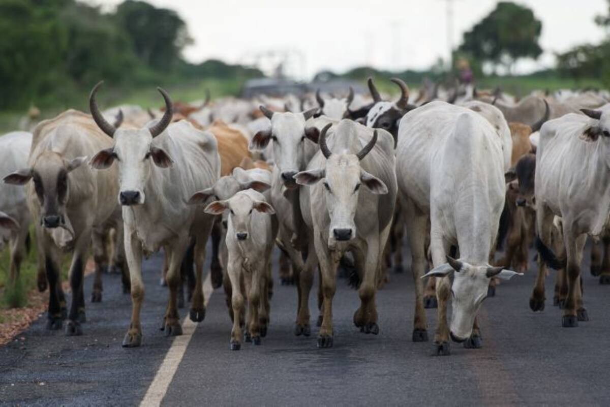 Caso atípico "vaca loca" en Brasil. AFP
