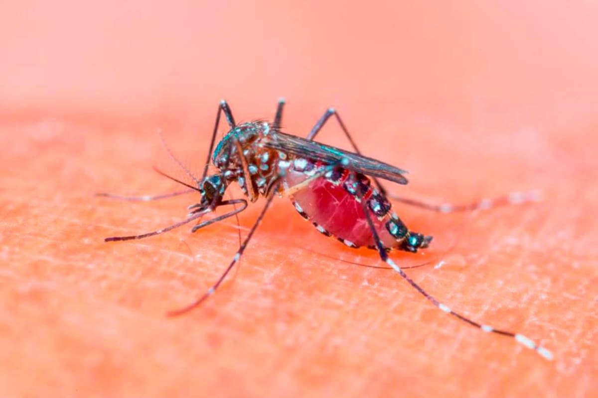 “Vacunar a los mosquitos”, la solución contra el dengue que propone Dau