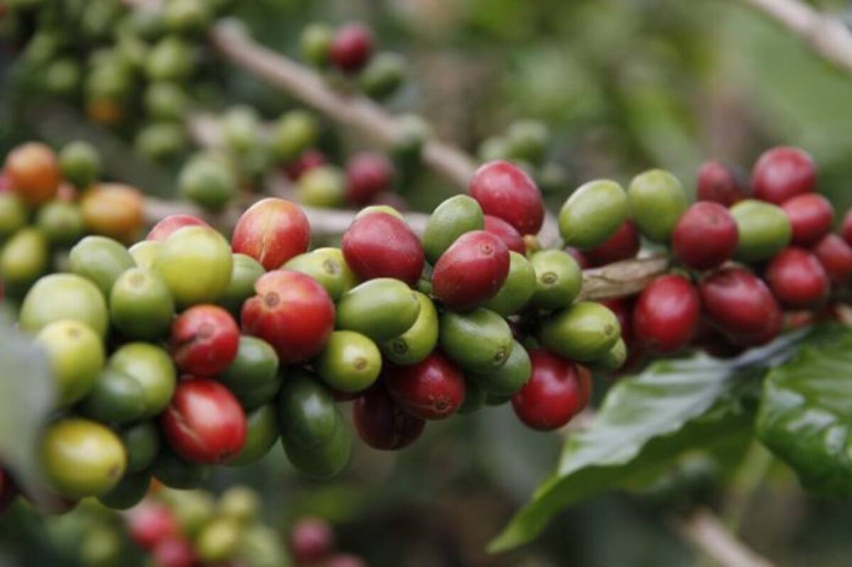 Variaciones en el precio del café. COLPRENSA