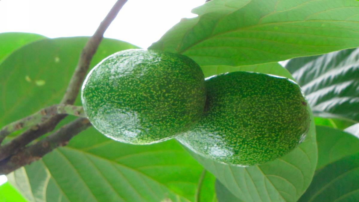 AGUACATE
