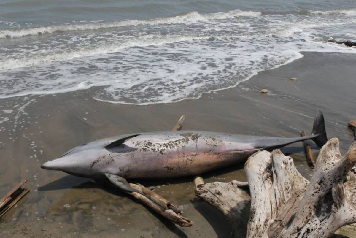Delfin muerto en Puerto Salgar CORTESÍA