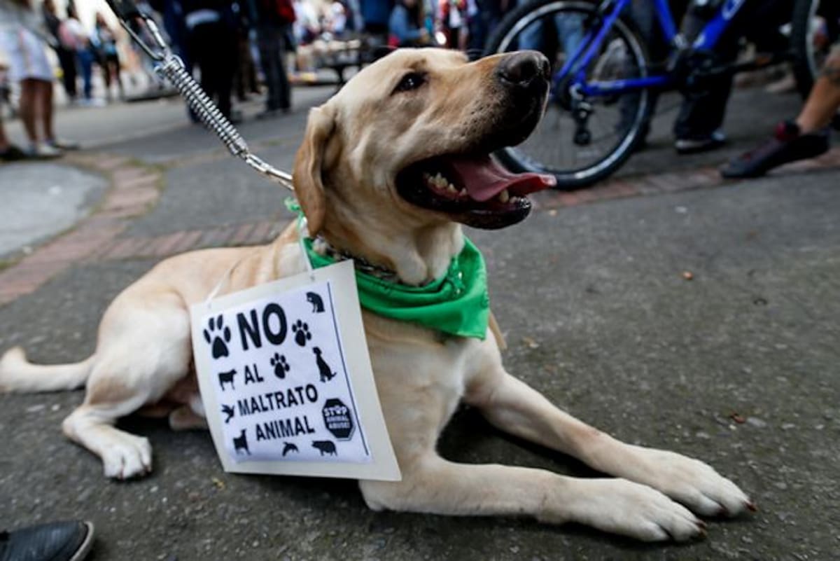 La Procuraduría señaló que es importante que se incorpore tanto en las autoridades como en los ciudadanos, una cultura de respeto y protección hacia los animales. COLPRENSA.