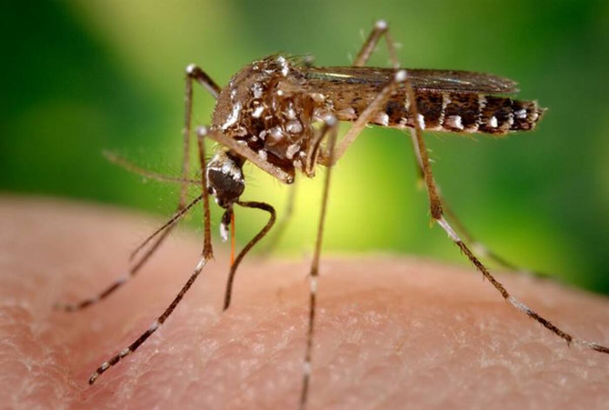 En lo que va del años se han notificado varios casos de dengue en el país. ARCHIVO