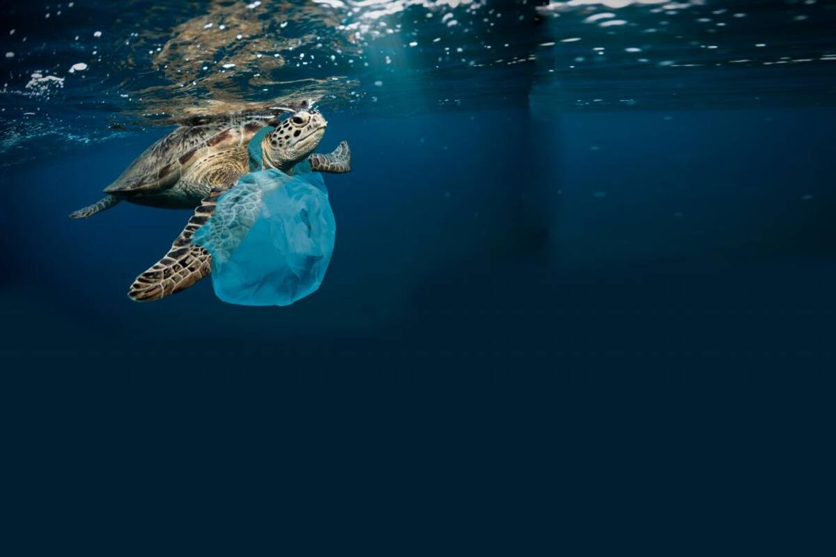El impacto del plástico en el mundo