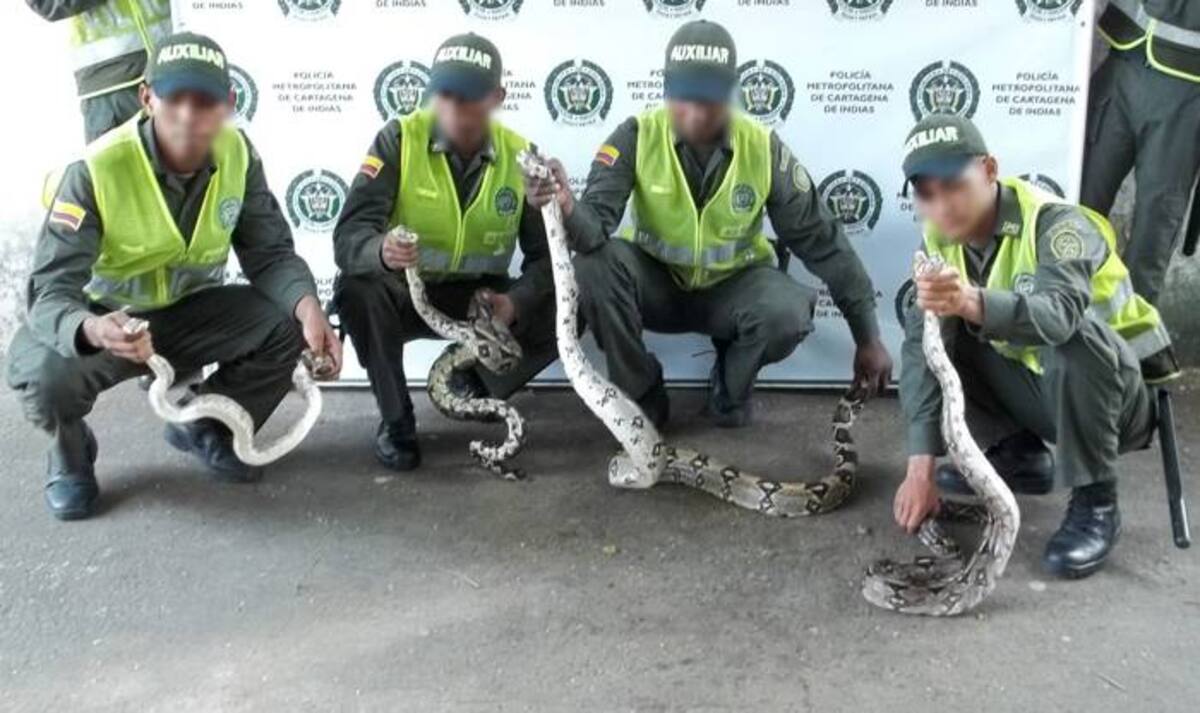 Las boas son serpientes que, si bien asustan a más de una persona, son consideradas inofensivas. CORTESÍA