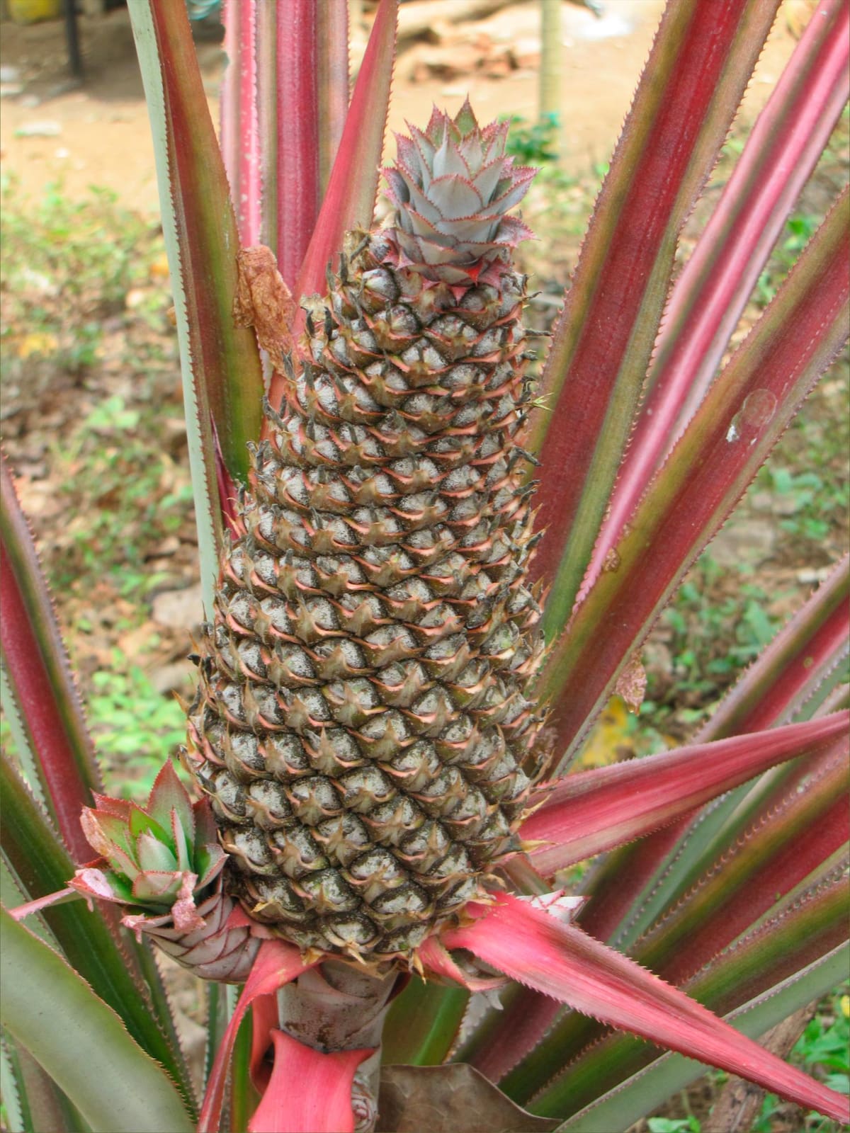 Los visitantes pueden conocer los cultivos de piña de la región.