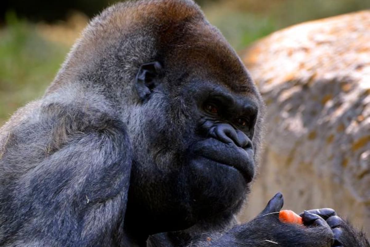 Muere el gorila más viejo del mundo en zoo de Atlanta