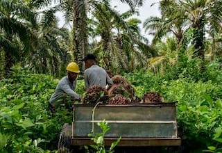 Palmicultores de América, en cumbre de Cartagena