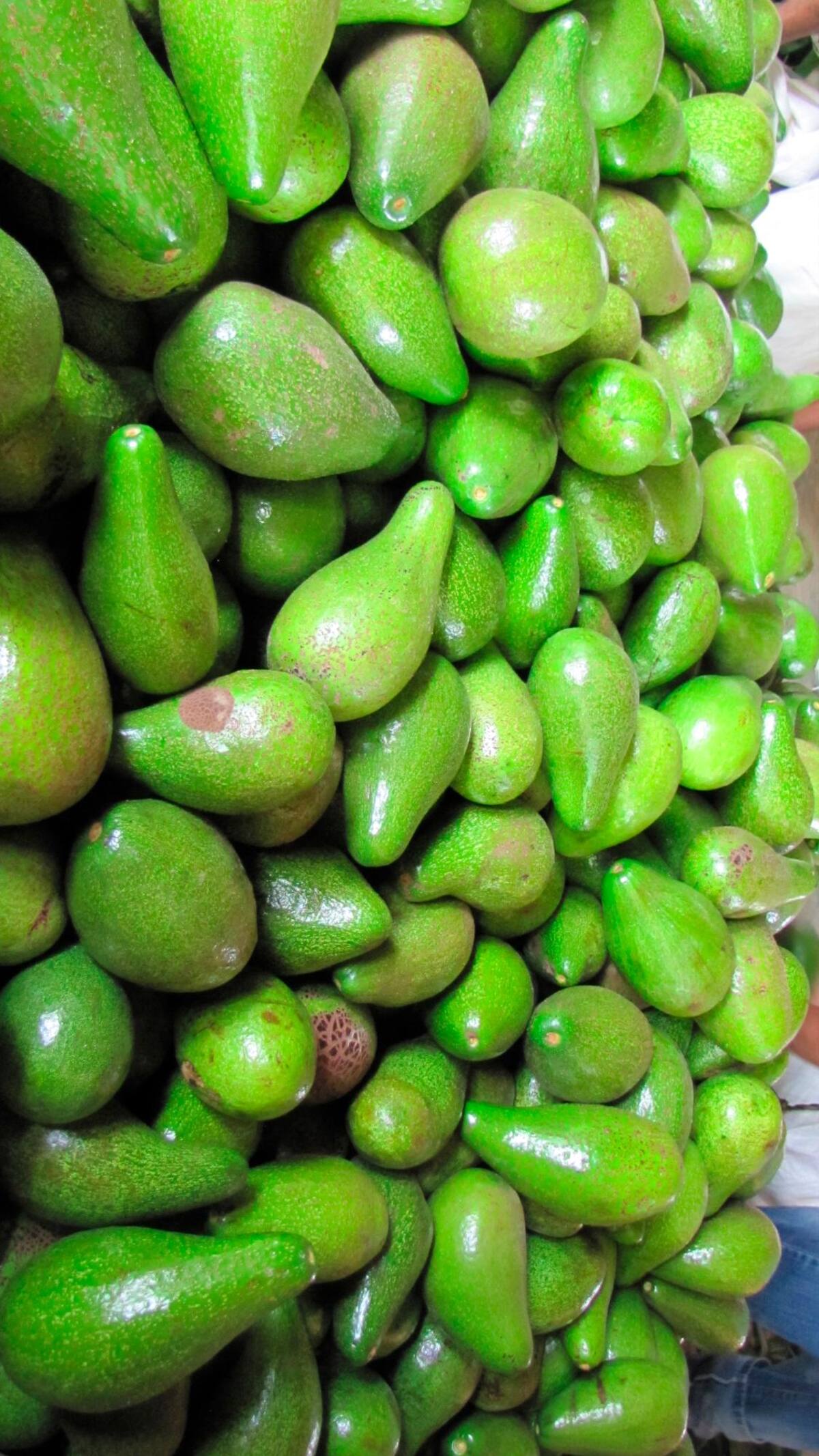 Las cuatro variedades de aguacate que produce Colombia estarán presentes en el Congreso de Medellín, incluidos las que se producen en la subregión de los Montes de María, en Bolívar y Sucre. // HFA - EL UNIVERSAL
