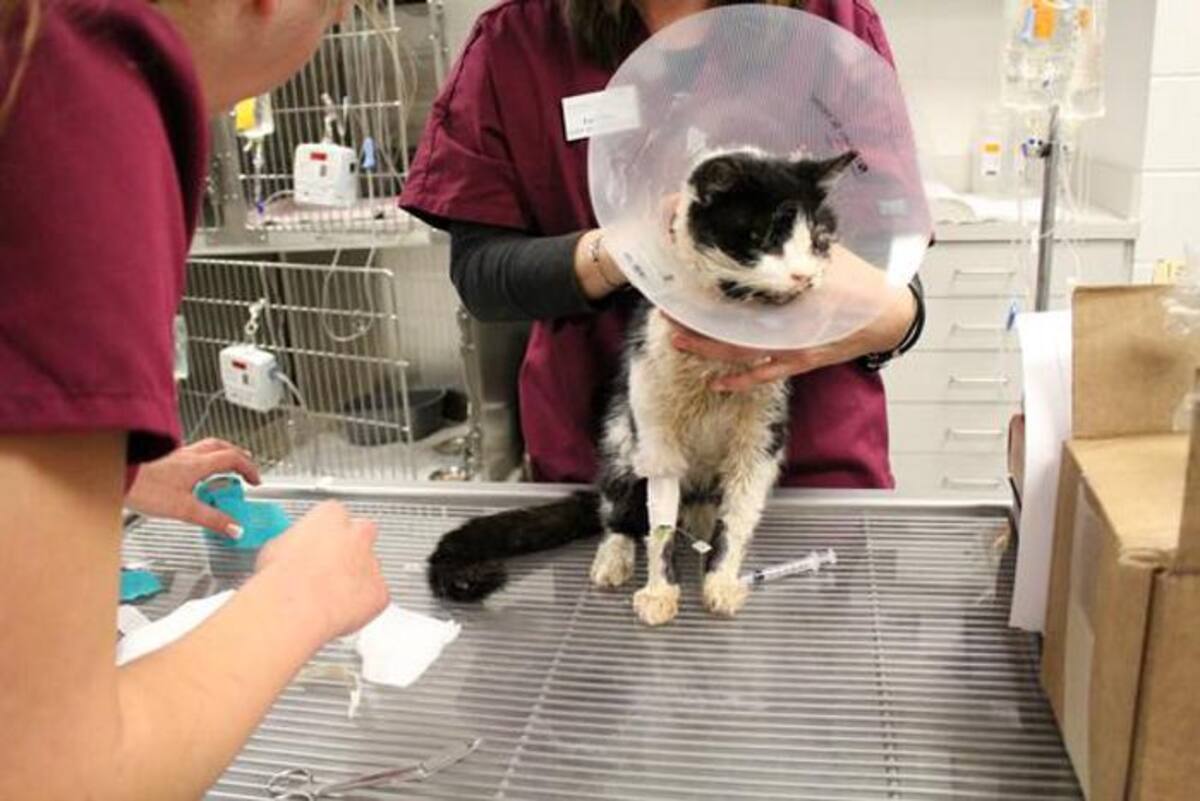 Bart efectivamente parece que estuvo bajo tierra, porque cuando llegó al albergue tenía gusanos en las heridas. Archivo - humanesocietytampa.org/