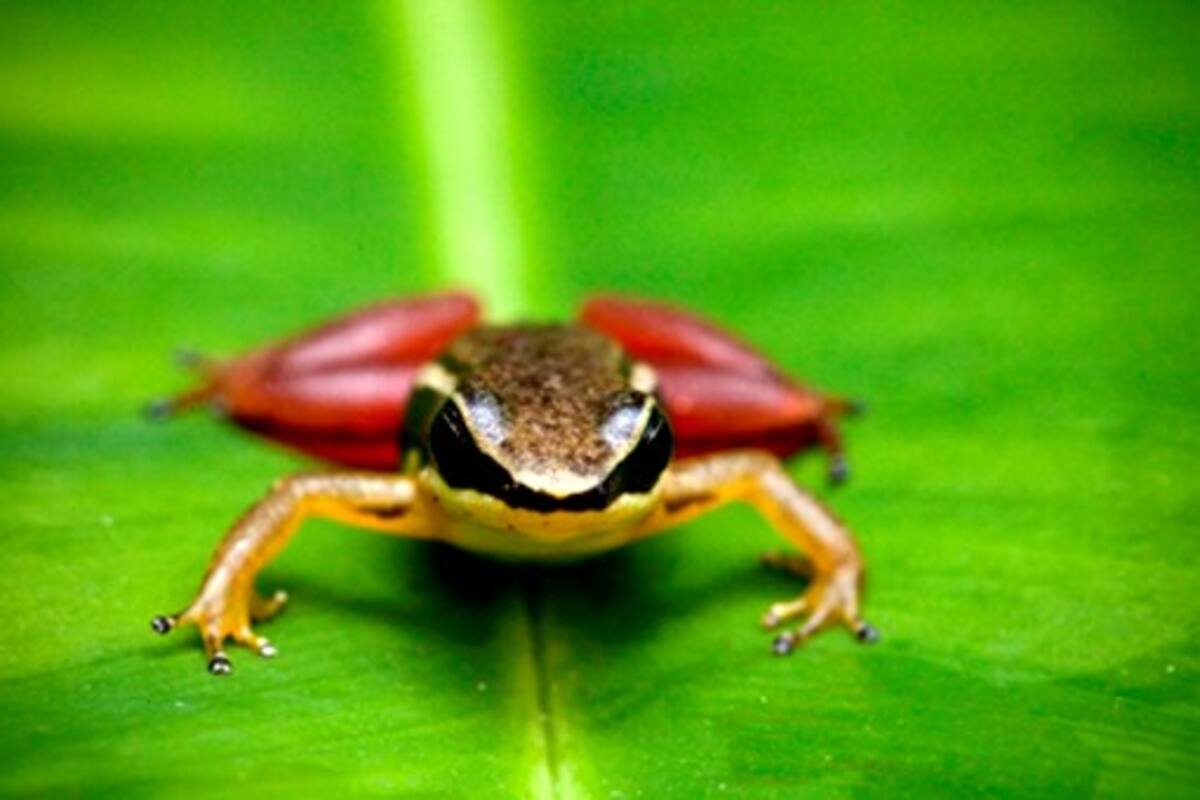 Nueva especie de "Rana Cohete" - del género Silverstoneia Robin Moore/iLCP