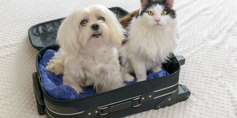 Documentos para viajar con mascotas en avión en Colombia: requisitos del ICA y aerolíneas
