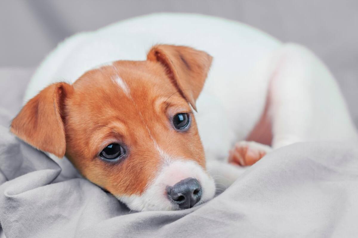 Problemas digestivos en mascotas pueden ser más delicados de lo que parecen