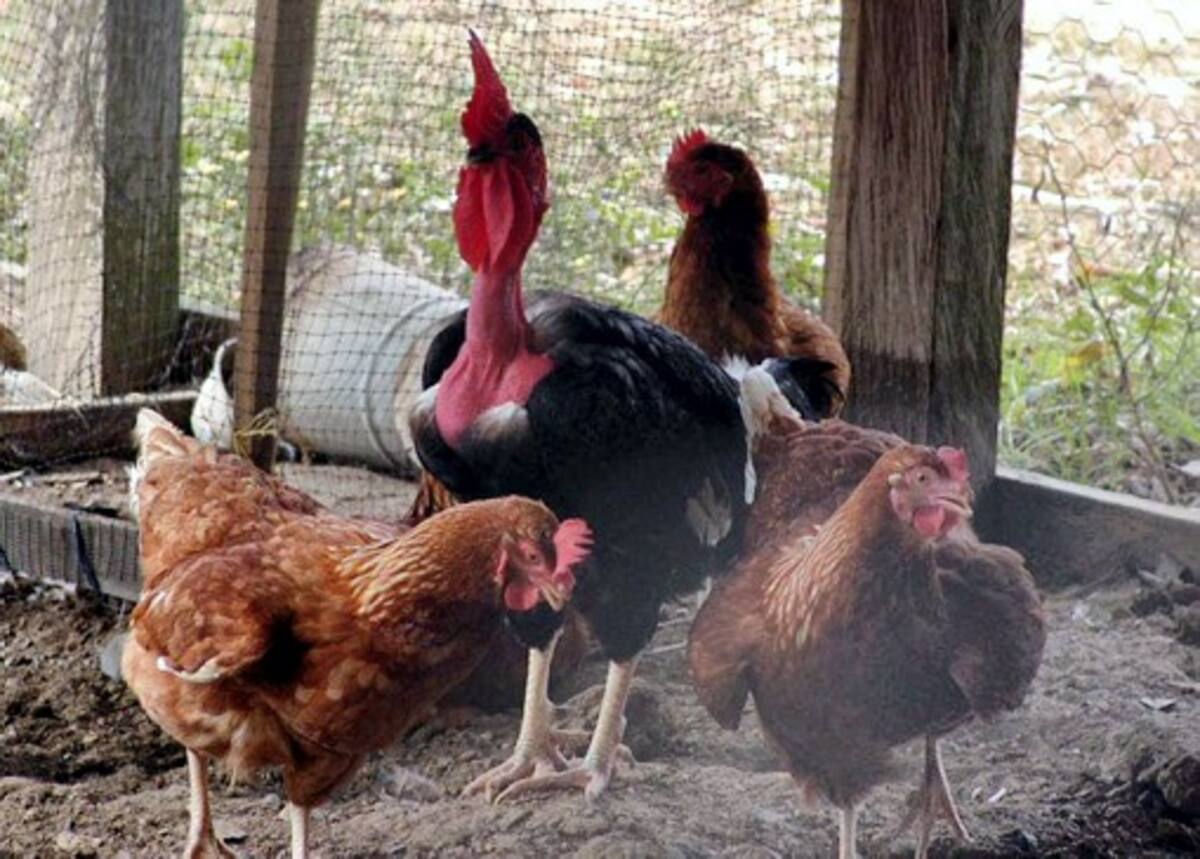 Uno de los proyectos que hacen parte de este programa es el de mantenimiento de gallinas ponedoras.