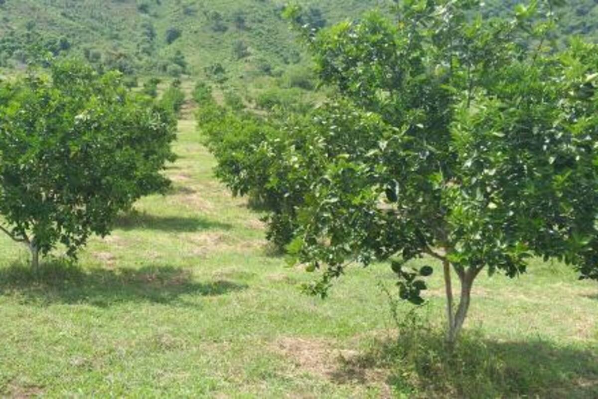 800 familias beneficiadas con Plan Hortifrutícola en Bolívar