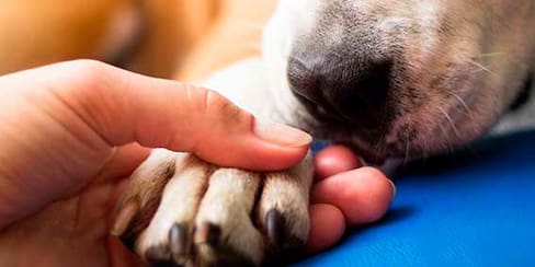 Se hizo pasar por veterinario y ahorcó a perra en procedimiento: va preso