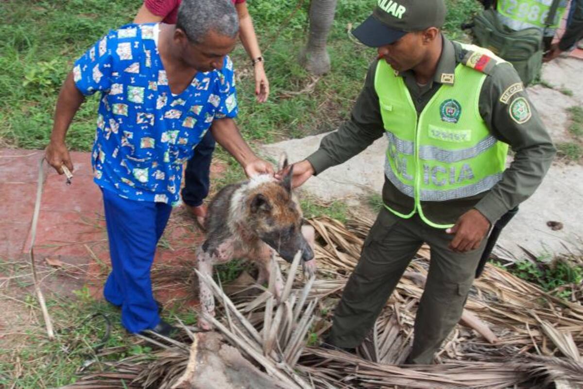 Lázaro, el que volvió a la vida, fue bautizado el perrito que fue rescatado. En la imagen junto con el veterinario y a un agente de la Guardia Ambiental de la Policía de Cartagena.