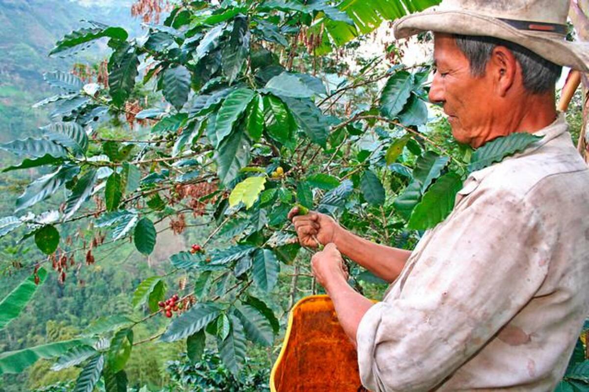 $300.000 millones para estabilizar precio del café