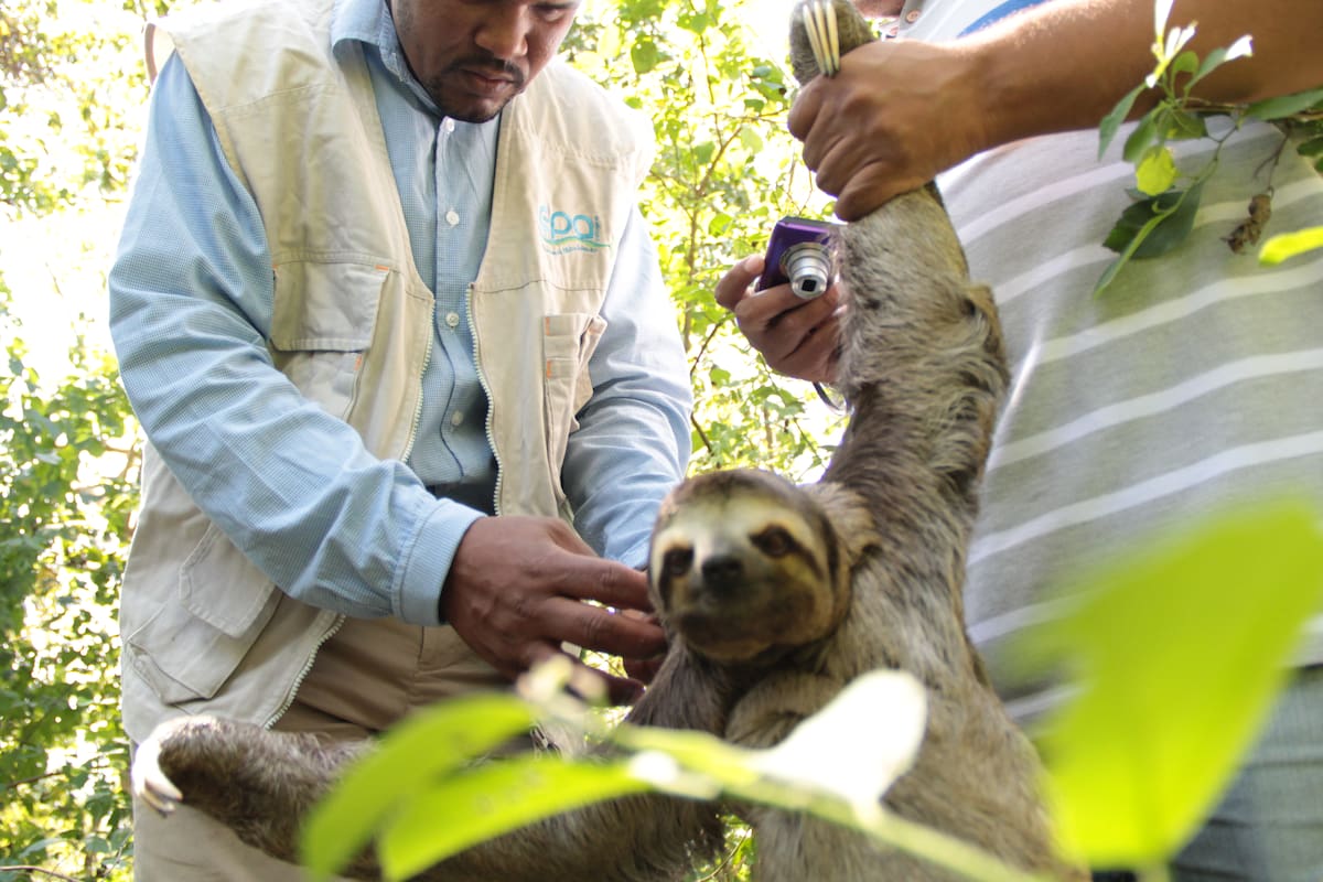 En el transcurso del 2013 el Epa logró liberar 5 osos perezosos. CORTESÍA