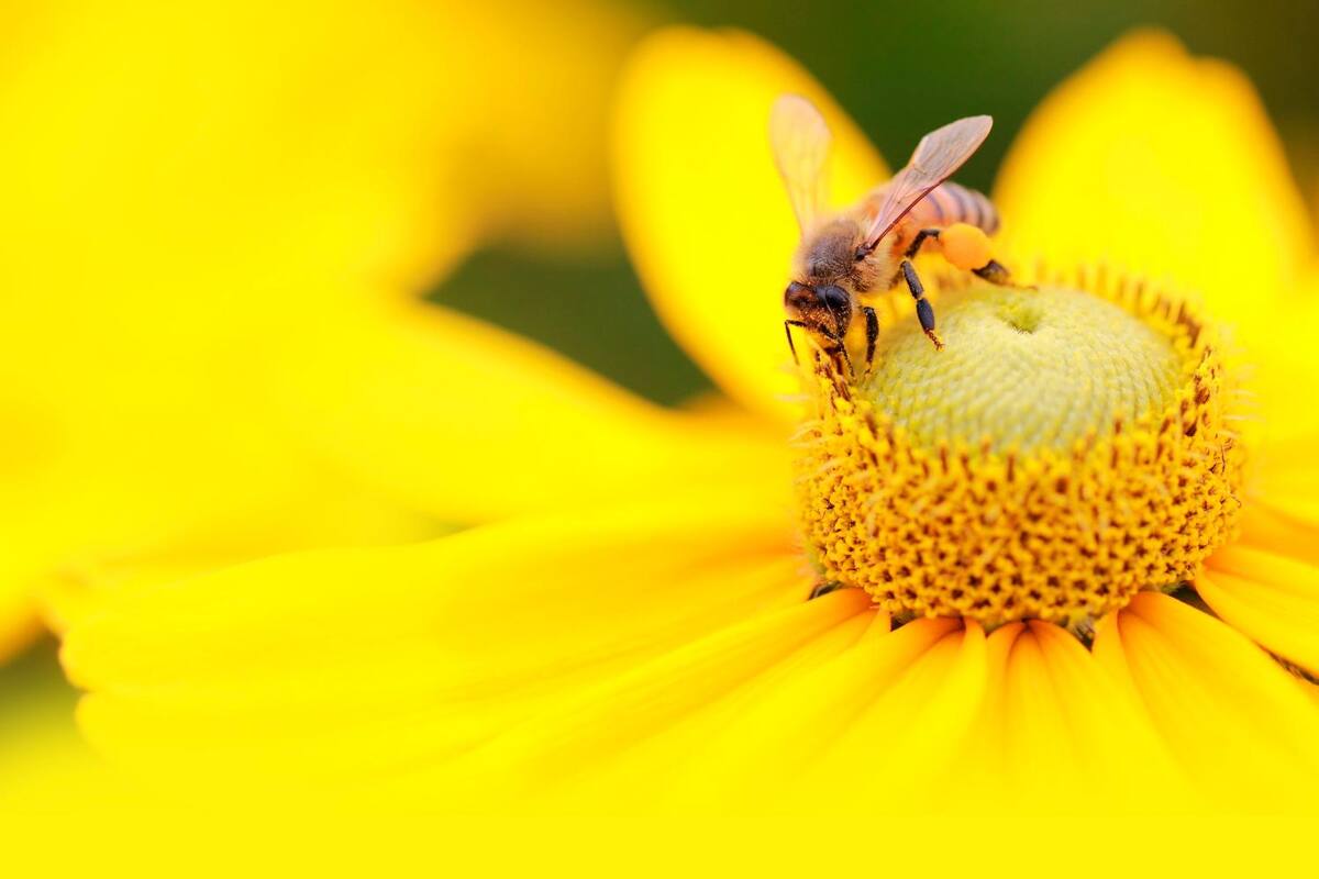 Abejas, el ser vivo más importante