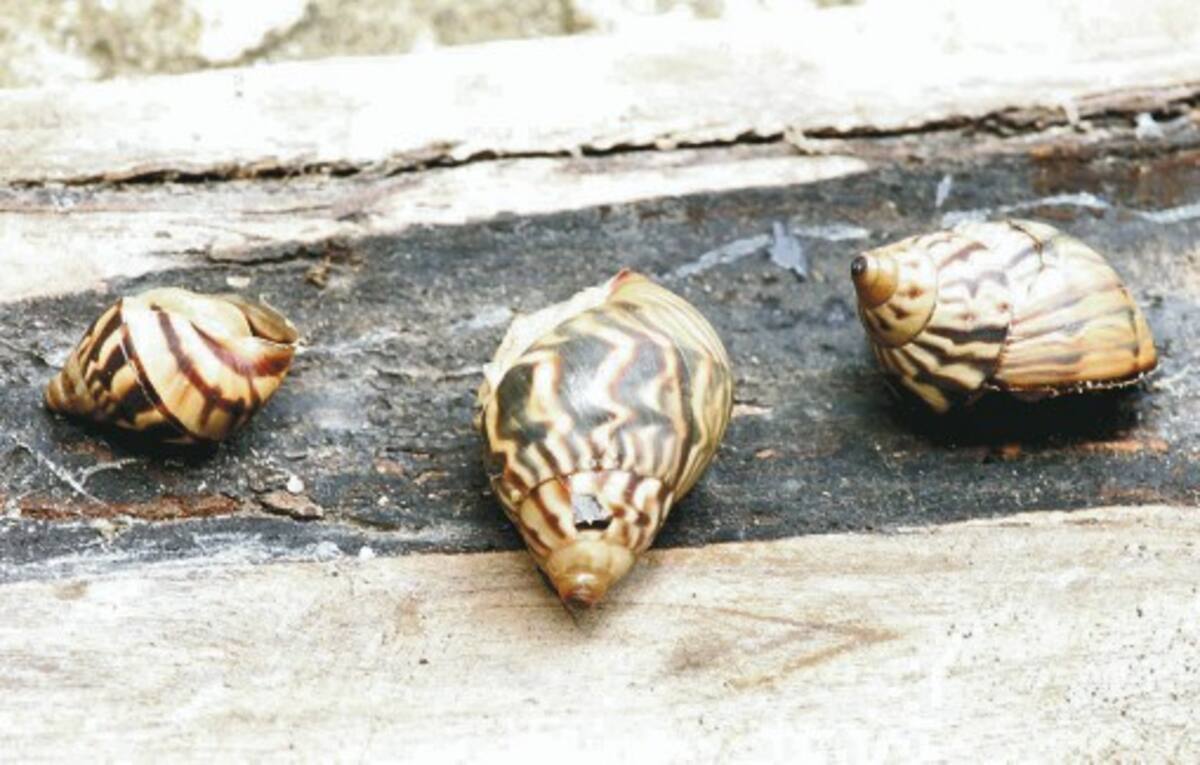 El caracol gigante africano puede hallarse sobretodo en lugares húmedos y puede ocasionar hasta trombosis de vasos sanguíneos.