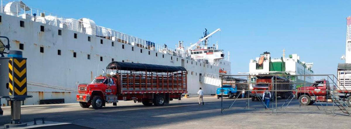 Operación de embarque de ganado en pie por una terminal marítima de Cartagena. Esas operaciones reportaron normalidad. // Archivo.
