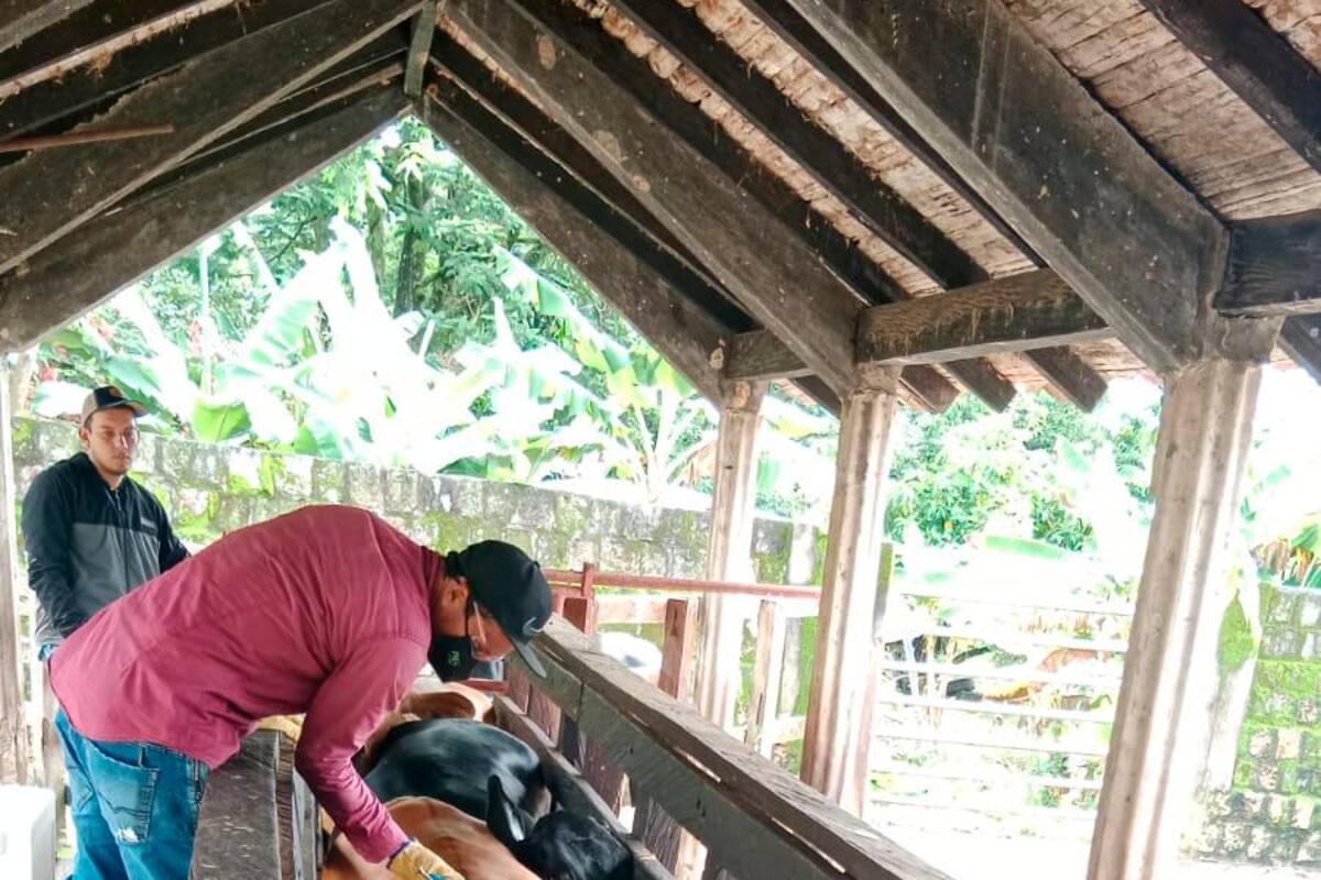 I Ciclo Antiaftosa: Bolívar ya vacunó casi la mitad de su hato bovino