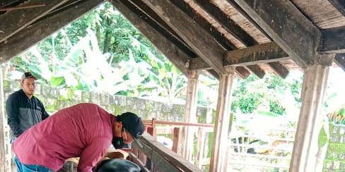 I Ciclo Antiaftosa: Bolívar ya vacunó casi la mitad de su hato bovino